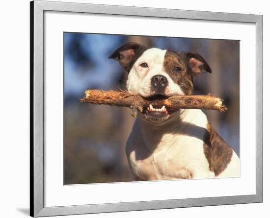 Staffordshire Bull Terrier Carrying Stick in Its Mouth-Adriano Bacchella-Framed Photographic Print