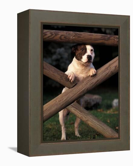 Staffordshire Bull Terrier Looking Through Fence-Adriano Bacchella-Framed Premier Image Canvas