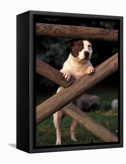 Staffordshire Bull Terrier Looking Through Fence-Adriano Bacchella-Framed Premier Image Canvas