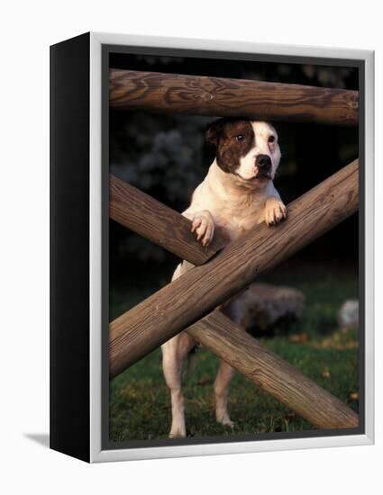 Staffordshire Bull Terrier Looking Through Fence-Adriano Bacchella-Framed Premier Image Canvas