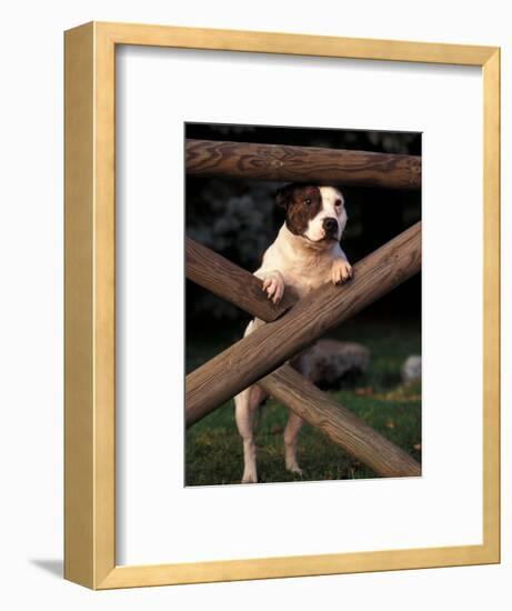 Staffordshire Bull Terrier Looking Through Fence-Adriano Bacchella-Framed Premium Photographic Print