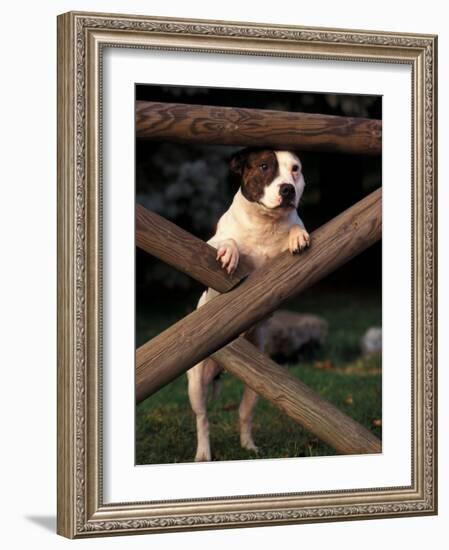 Staffordshire Bull Terrier Looking Through Fence-Adriano Bacchella-Framed Photographic Print