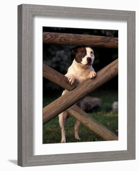 Staffordshire Bull Terrier Looking Through Fence-Adriano Bacchella-Framed Photographic Print