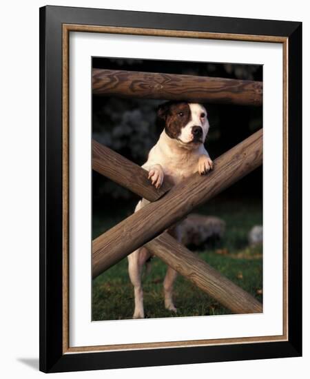 Staffordshire Bull Terrier Looking Through Fence-Adriano Bacchella-Framed Photographic Print