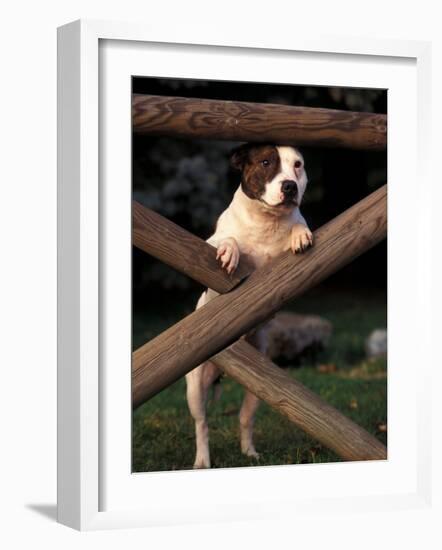 Staffordshire Bull Terrier Looking Through Fence-Adriano Bacchella-Framed Photographic Print