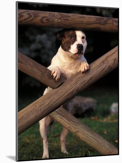 Staffordshire Bull Terrier Looking Through Fence-Adriano Bacchella-Mounted Photographic Print