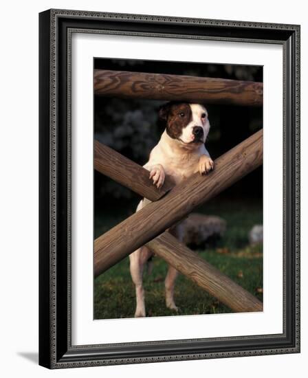 Staffordshire Bull Terrier Looking Through Fence-Adriano Bacchella-Framed Photographic Print