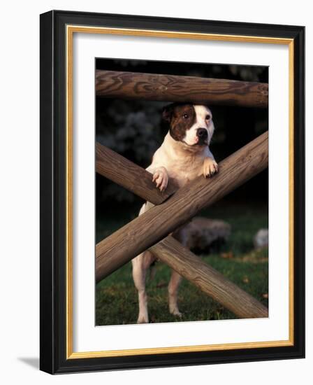 Staffordshire Bull Terrier Looking Through Fence-Adriano Bacchella-Framed Photographic Print