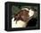 Staffordshire Bull Terrier Looking Up-Adriano Bacchella-Framed Premier Image Canvas