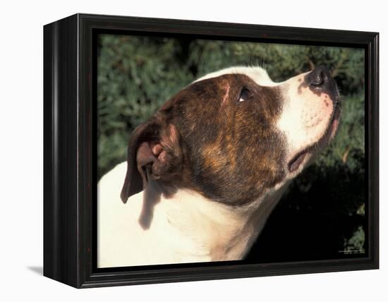 Staffordshire Bull Terrier Looking Up-Adriano Bacchella-Framed Premier Image Canvas