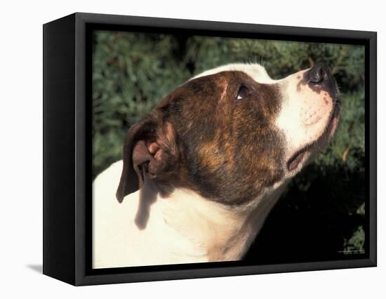 Staffordshire Bull Terrier Looking Up-Adriano Bacchella-Framed Premier Image Canvas