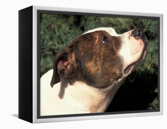 Staffordshire Bull Terrier Looking Up-Adriano Bacchella-Framed Premier Image Canvas