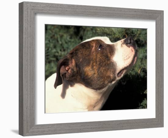 Staffordshire Bull Terrier Looking Up-Adriano Bacchella-Framed Photographic Print