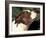 Staffordshire Bull Terrier Looking Up-Adriano Bacchella-Framed Photographic Print