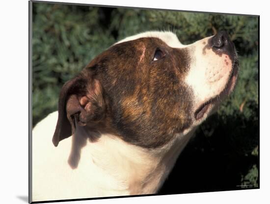 Staffordshire Bull Terrier Looking Up-Adriano Bacchella-Mounted Photographic Print