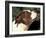 Staffordshire Bull Terrier Looking Up-Adriano Bacchella-Framed Photographic Print