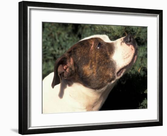 Staffordshire Bull Terrier Looking Up-Adriano Bacchella-Framed Photographic Print