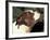 Staffordshire Bull Terrier Looking Up-Adriano Bacchella-Framed Photographic Print