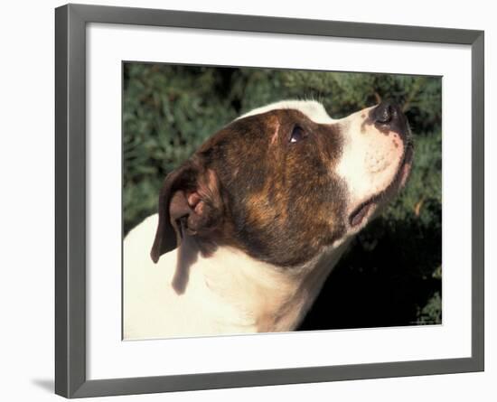 Staffordshire Bull Terrier Looking Up-Adriano Bacchella-Framed Photographic Print