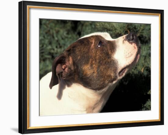 Staffordshire Bull Terrier Looking Up-Adriano Bacchella-Framed Photographic Print