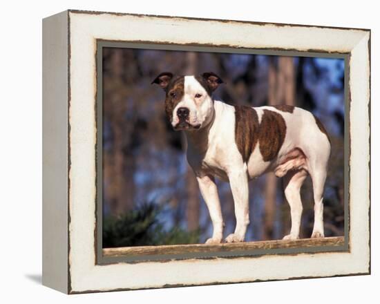 Staffordshire Bull Terrier Portrait-Adriano Bacchella-Framed Premier Image Canvas