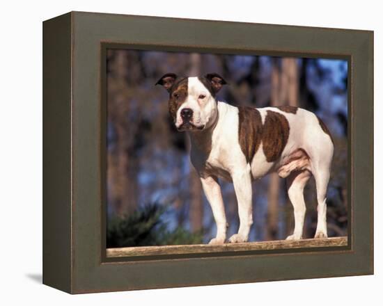 Staffordshire Bull Terrier Portrait-Adriano Bacchella-Framed Premier Image Canvas