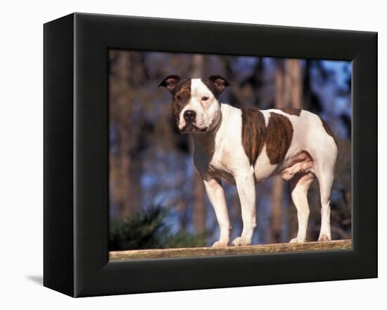 Staffordshire Bull Terrier Portrait-Adriano Bacchella-Framed Premier Image Canvas