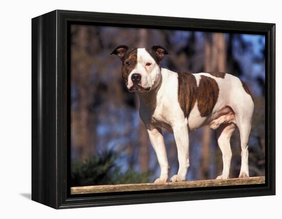 Staffordshire Bull Terrier Portrait-Adriano Bacchella-Framed Premier Image Canvas