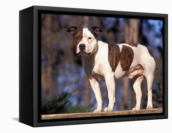 Staffordshire Bull Terrier Portrait-Adriano Bacchella-Framed Premier Image Canvas