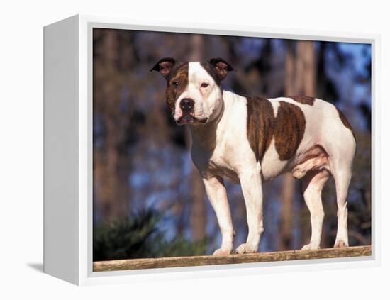 Staffordshire Bull Terrier Portrait-Adriano Bacchella-Framed Premier Image Canvas