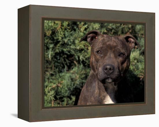 Staffordshire Bull Terrier Portrait-Adriano Bacchella-Framed Premier Image Canvas