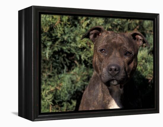 Staffordshire Bull Terrier Portrait-Adriano Bacchella-Framed Premier Image Canvas