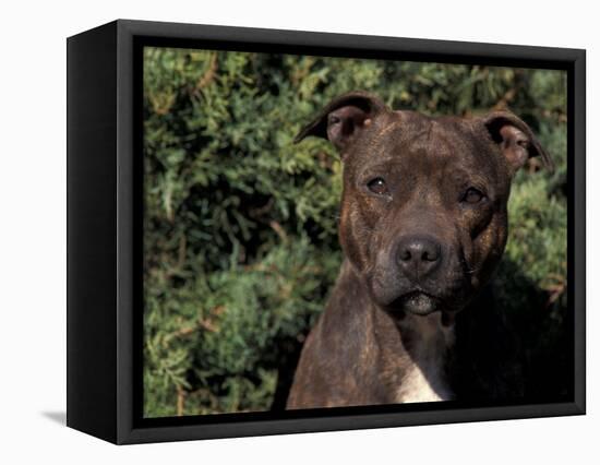 Staffordshire Bull Terrier Portrait-Adriano Bacchella-Framed Premier Image Canvas