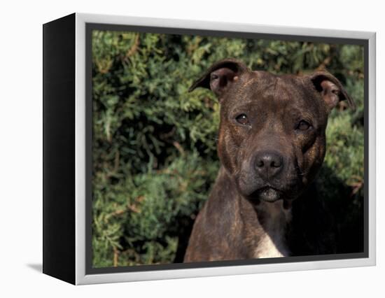 Staffordshire Bull Terrier Portrait-Adriano Bacchella-Framed Premier Image Canvas