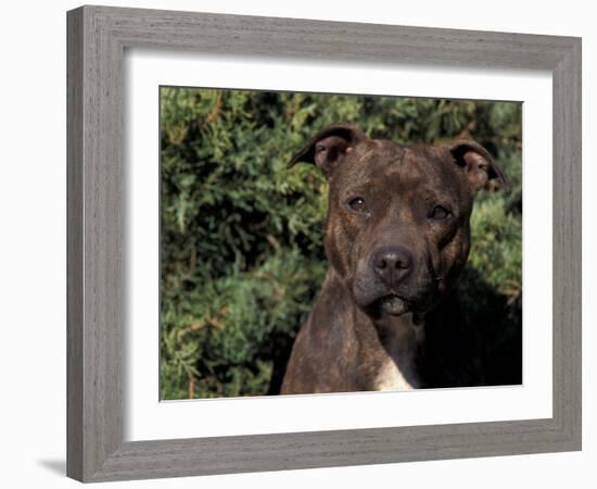 Staffordshire Bull Terrier Portrait-Adriano Bacchella-Framed Photographic Print