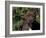 Staffordshire Bull Terrier Portrait-Adriano Bacchella-Framed Photographic Print