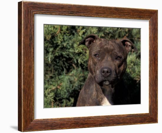 Staffordshire Bull Terrier Portrait-Adriano Bacchella-Framed Photographic Print