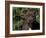 Staffordshire Bull Terrier Portrait-Adriano Bacchella-Framed Photographic Print