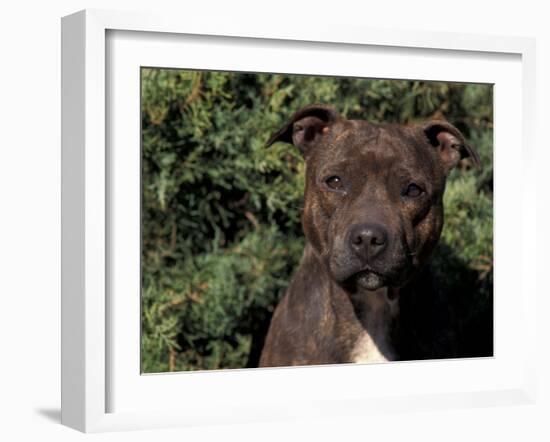 Staffordshire Bull Terrier Portrait-Adriano Bacchella-Framed Photographic Print