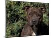Staffordshire Bull Terrier Portrait-Adriano Bacchella-Mounted Photographic Print