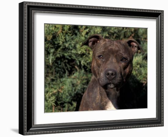 Staffordshire Bull Terrier Portrait-Adriano Bacchella-Framed Photographic Print