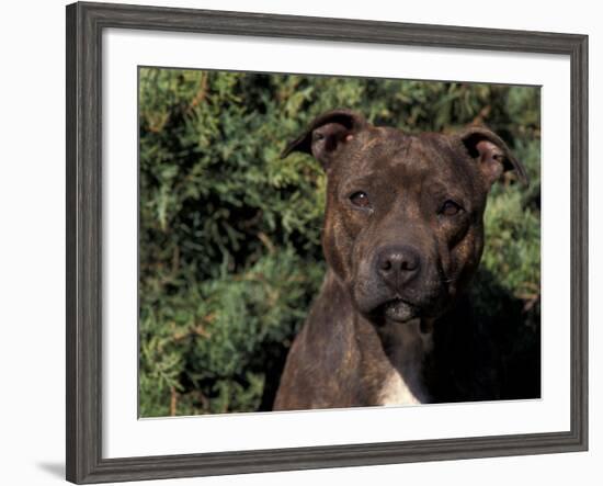 Staffordshire Bull Terrier Portrait-Adriano Bacchella-Framed Photographic Print