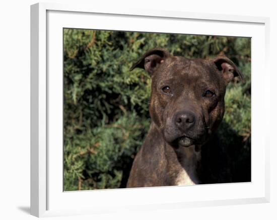 Staffordshire Bull Terrier Portrait-Adriano Bacchella-Framed Photographic Print