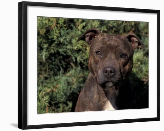 Staffordshire Bull Terrier Portrait-Adriano Bacchella-Framed Photographic Print