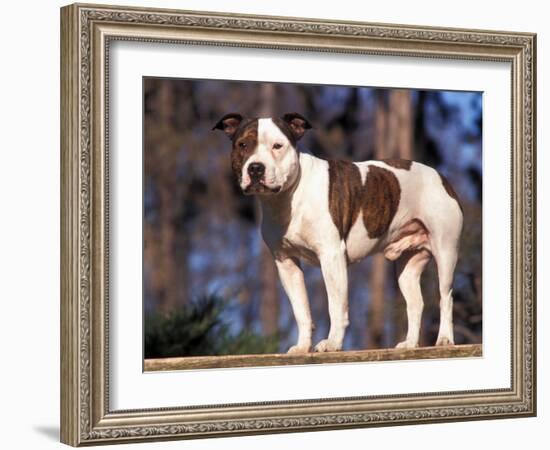 Staffordshire Bull Terrier Portrait-Adriano Bacchella-Framed Photographic Print