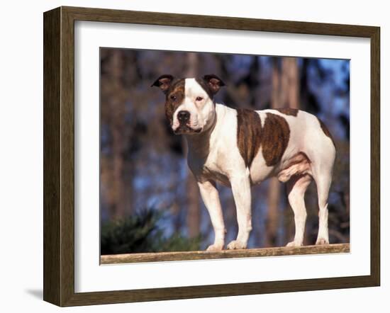 Staffordshire Bull Terrier Portrait-Adriano Bacchella-Framed Photographic Print