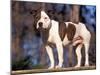 Staffordshire Bull Terrier Portrait-Adriano Bacchella-Mounted Photographic Print
