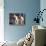 Staffordshire Bull Terrier Portrait-Adriano Bacchella-Photographic Print displayed on a wall