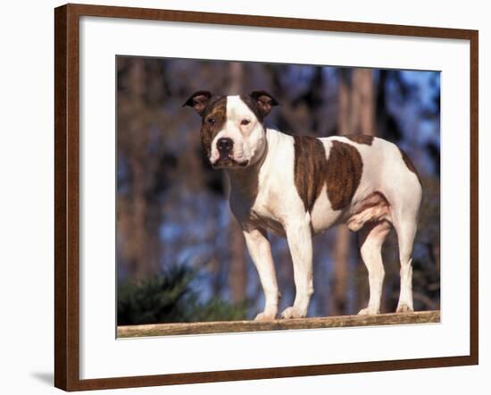 Staffordshire Bull Terrier Portrait-Adriano Bacchella-Framed Photographic Print