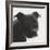 Staffordshire Bull-Emily Burrowes-Framed Giclee Print